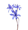 ÃÂÃÂ¡lose-up of Siberian Squill Scilla siberica. Early spring flower isolated on white background. Shallow DOF Royalty Free Stock Photo